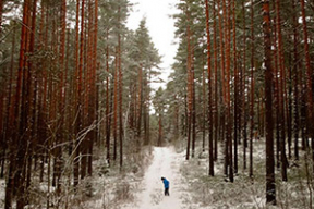 В лесу. Зимняя сказка