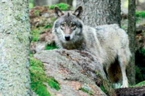 Почему в Чехии радуются волкам, а в Беларуси — нет