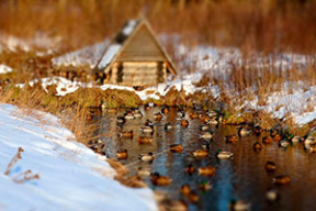В ожидании зимы. 10 фото настоящего февраля