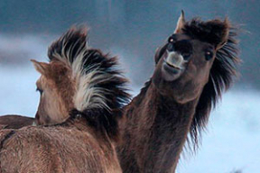 Минутка позитива. Лошадиные забавы