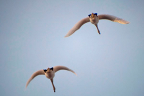 Февмарт: фотохроника необычной зимы