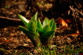 Весна подкралась незаметно. В феврале