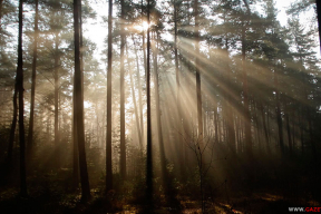 Словно в сказке. Весеннее утро в лесу