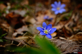 Весенний лес. Восемь антистрессовых фото