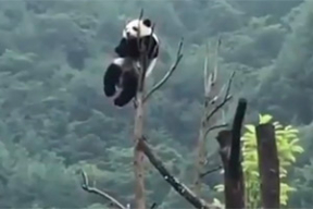 Панда во время пандемии