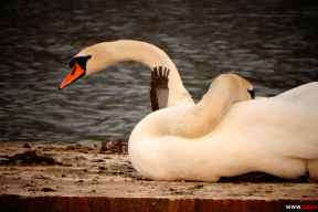 Как приготовиться к похолоданию. Мастер-класс от лебедей