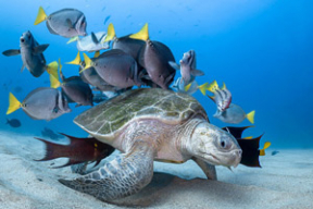 20 невероятных фото, сделанных под водой