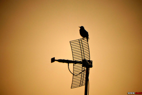 Улыбнитесь! В эфире «Скворец-ТВ»