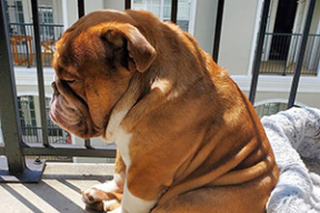 Big Poppa грустит, что не может гулять с детьми на улице