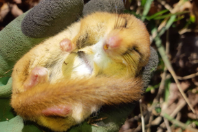 Под Браславом нашли редчайшее животное. Оно пролезает в любую щель