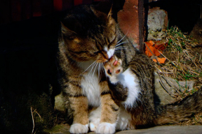 Кото-терапия. Воскресное