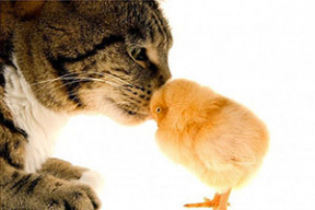 Про дружбу между животными разных видов