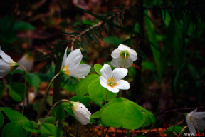 Лесотерапия: 7 майских фото