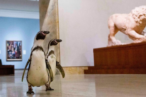 Фотофакт. Пингвины на экскурсии в музее