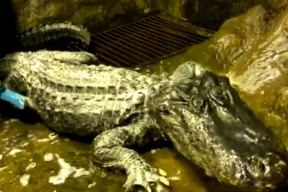 В московском зоопарке умер «аллигатор Гитлера»