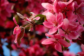 Когда яблони цветут. 5 розовых фото