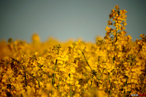 Рапсовые рассветы. 10 золотистых фото