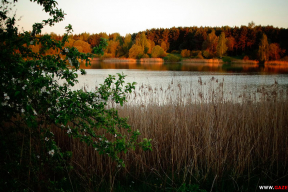Первый зомби-треш о коронавирусе. Стоит ли смотреть?