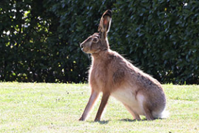 Прырода настолькі ачысцілася, што ў Дом урада вярнуліся зайцы