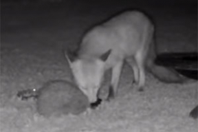 Видеофакт. Еж и лиса ужинают в английском саду