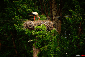 Привет, лето 2020-го: «Почаще слушайте сердце и совесть»