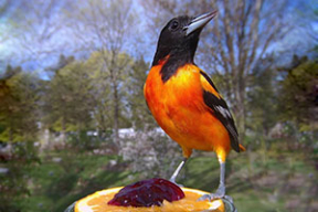 Когда камера не в скворечнике. Классные селфи птиц и хомяка, сделанные у кормушки