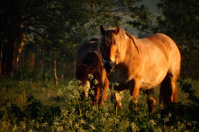 Однажды июньским утром. Десять фото, сделанных на рассвете