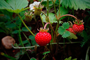 Открываем букетно-ягодный сезон. 12 ярких фото