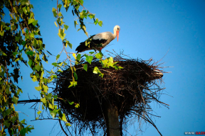 Навстречу июлю: 10 июньских фото