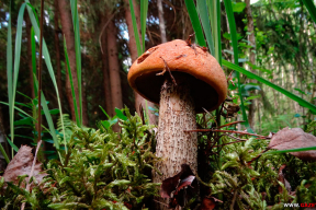 Грибы. Открытие сезона