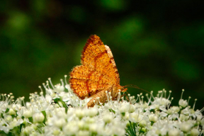 6 фотосцен из жизни насекомых