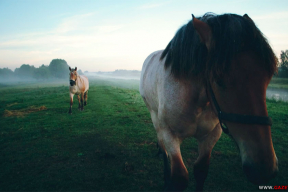 Однажды утром. Лошадиная идиллия