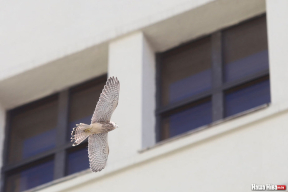 Фотофакт. Четыре года назад – соколы сбросили мертвую мышь у входа в ЦИК