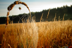 «І тчэ забыўшыся…» Мастер-класс по плетению паутины