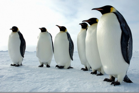«Это хорошая новость». В Антарктике неожиданно размножились императорские пингвины