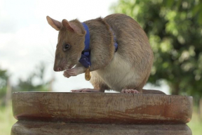 Крыса, получившая медаль за храбрость
