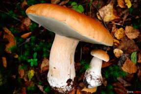 Грибной сезон. Открытие