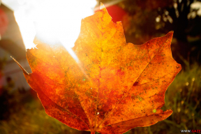 Осень. Начало. 10 фото сентябрьской меланхолии