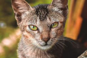 Умеют ли кошки улыбаться? Спойлер – о, да!