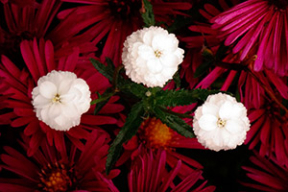 Краски октября. 10 ярких фото