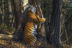 Тигрица, обнявшая дерево