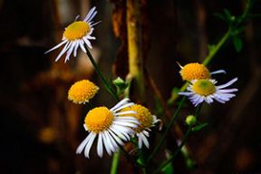 Каким был октябрь. Десять фото