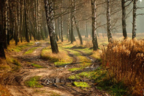 Осень не сдается: лютики и боровики в конце ноября