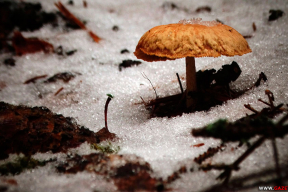 10 фото. Прогулка по зимнему лесу