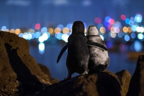 Фото дня. Пингвины держатся вместе