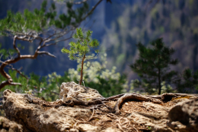 Бизнесмен: «Надо помнить, что и на камнях растут деревья»