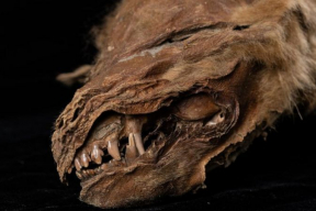 Как мумия волчонка возрастом 50 тысяч лет проливает свет на историю Ледникового периода