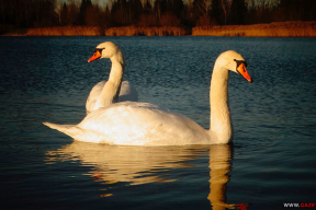 Зимний вечер на лебедином озере