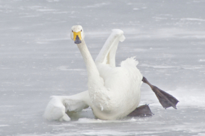 Пока не сказали, что на водоеме БЧБ-флаг, МЧС не спешило спасать птицу
