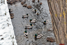 Пять фото зимней лесотерапии